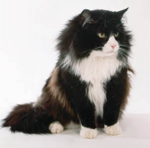 Il Gatto Delle Foreste Norvegesi Caratteristiche