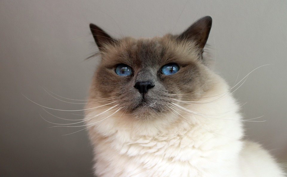 Il Gatto Sacro Di Birmania Caratteristiche