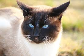 I Gatti Siamesi