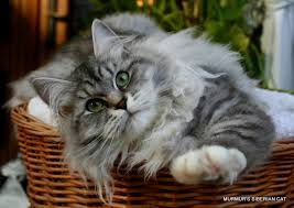 Gatto Siberiano Carattere E Caratteristiche