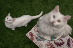 I Gatti Sono Al Sicuro Nel Vostro Giardino