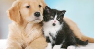 Cani E Gatti Chi Sono I Più Intelligenti