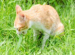 Perché I Gatti Mangiano Lerba